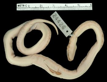 Media type: image;   Herpetology R-24426 Aspect: ventral